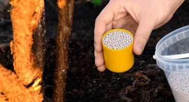 Jak správně krmit třešně: podrobné pokyny